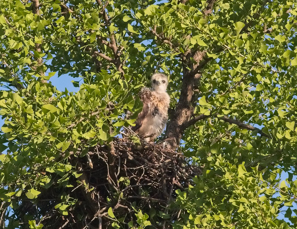 Tompkins red-tail nestling
