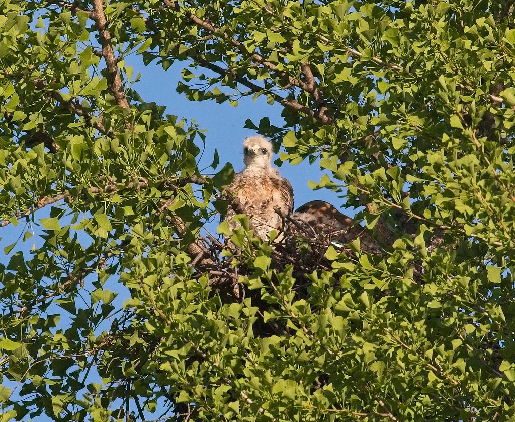 Tompkins red-tail nestling