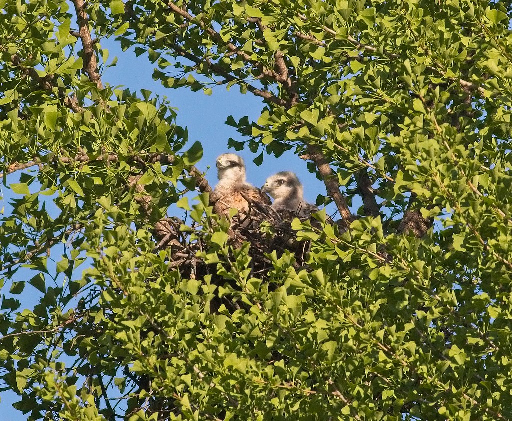 Tompkins red-tail nestlings