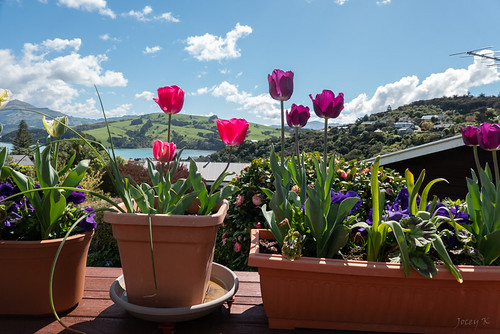 newzealand bankspeninsula akaroa scene hills akaroaharbour sea water mountians flowers flowerpots trees houses clouds sky tuilps pansies