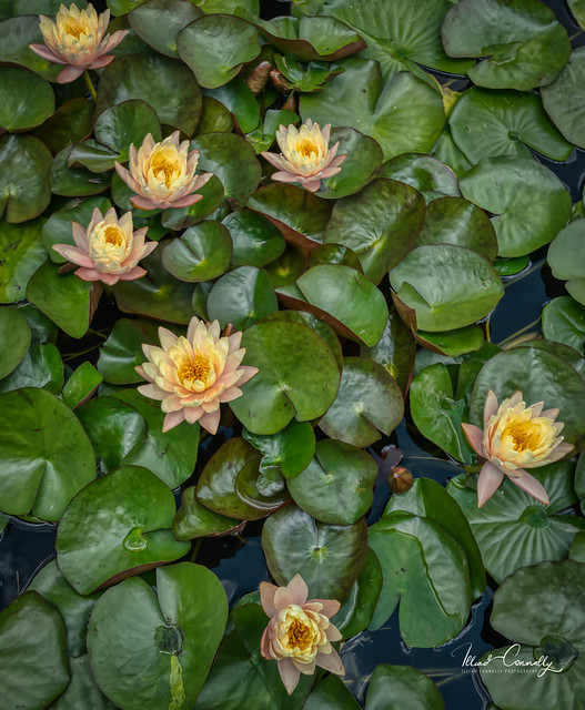 Lilly Pad Flowers