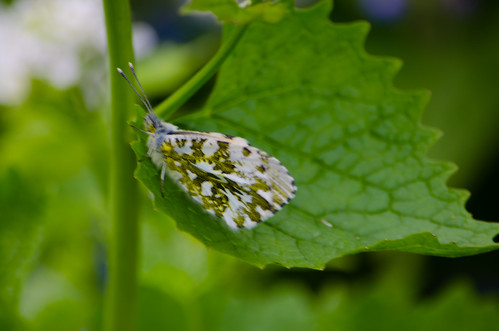 Female orange tip, wings closed, jack by the hedge leaf