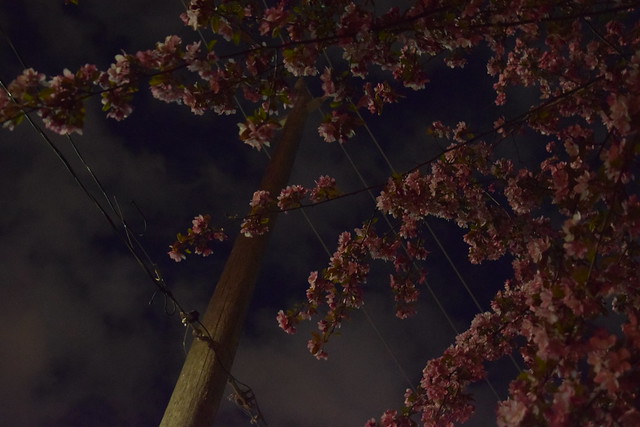 Under the Night Blooms