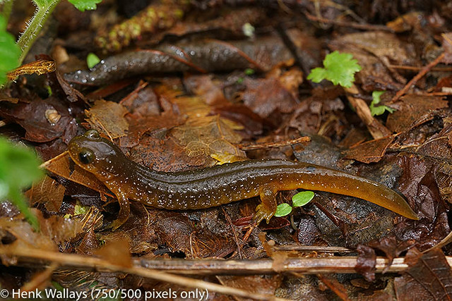 Columbia torrent salamander - Rhyacotriton kezeri