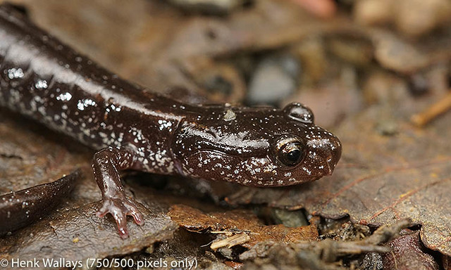 Plethodon vehiculum - Western redback salamander ( black form)