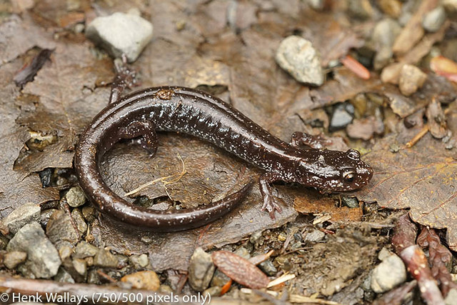 Plethodon vehiculum - Western redback salamander ( black form)