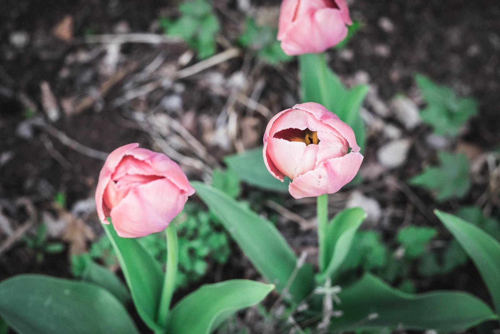Tulips at Julita_DSF1028