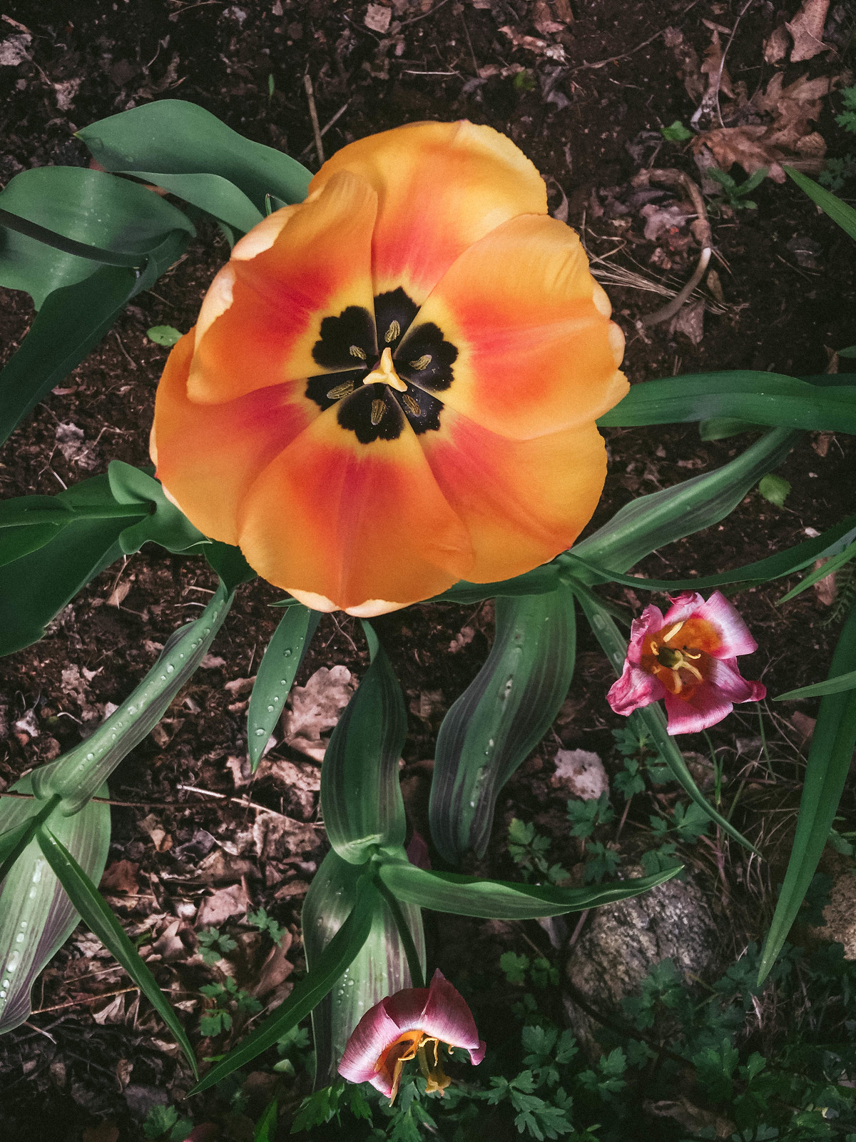 Tulips Julita_IMG-1401-2