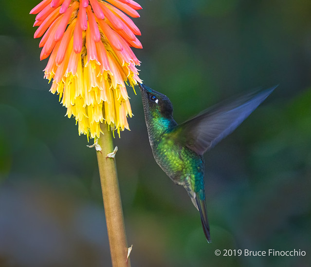 A Male Talamanca Hummingbird Sipping Nectar From A Kniphofia Blossom