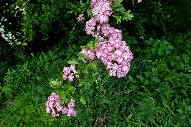 Pink Hawthorn Flowers