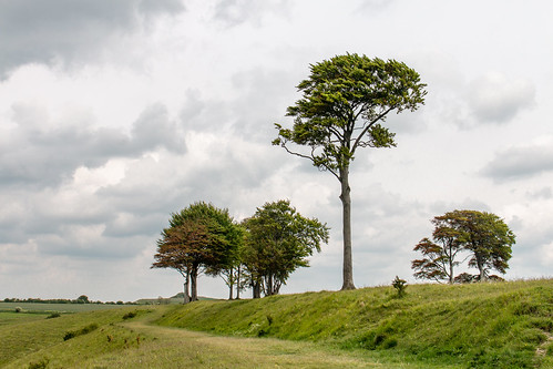 tree isolated hillfort landscape roundway devizes wiltshire bank hill sky grass