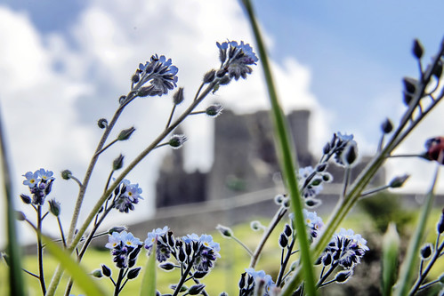 forgetmenot flowers cashel rockofcashel tipperaery countytipperary ruins cathedral landscape ireland