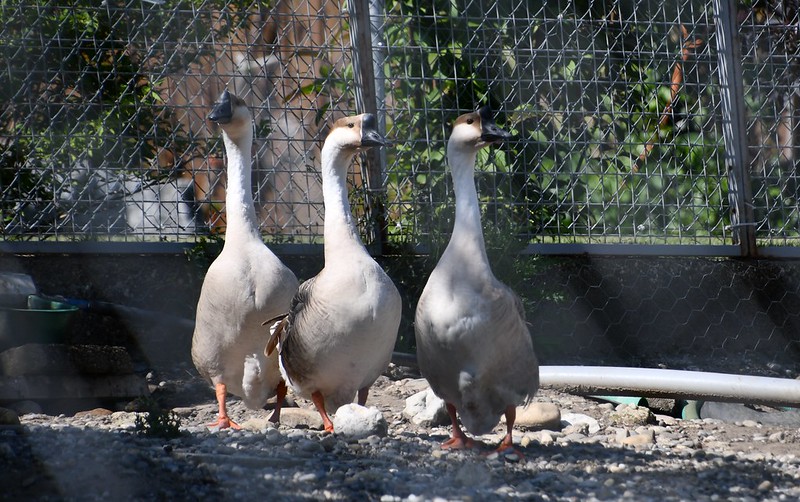 Geese 23.05 (2)