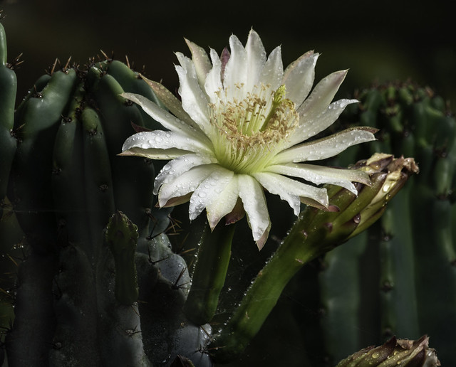 Cactus Blooms And Buds With Raindrops