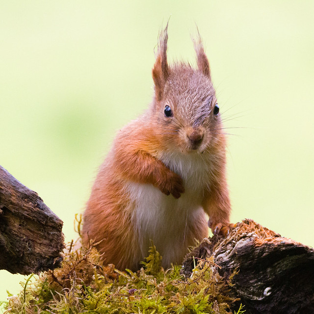 Red Squirrel,  Argyll & Bute #wildlife #nature #springwatch #scotland