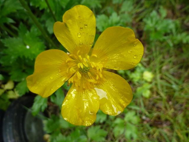 The season for buttercups!
