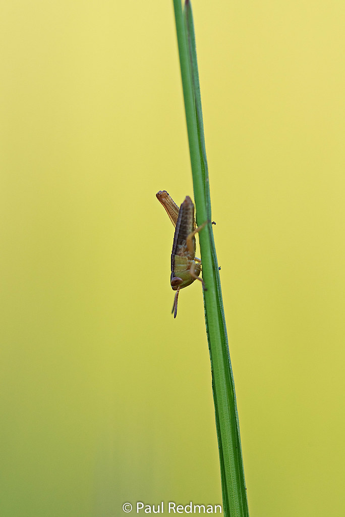 Grasshopper/Cricket?