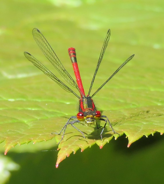 Large Red Damselfly. Bennetts water gardens Dorset.
