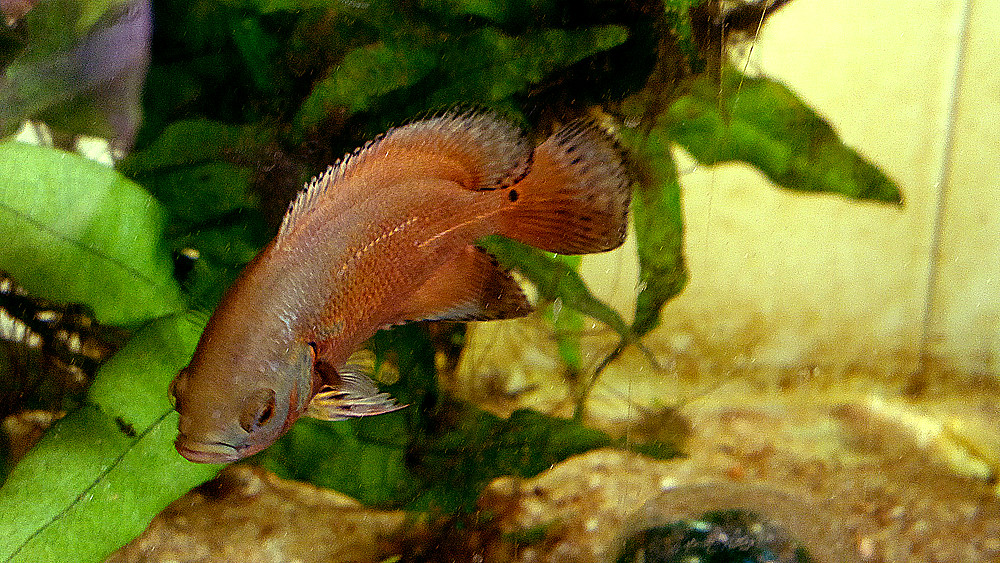 Peixe Oscar Red: alevino c/ 5 meses de idade (Astronotus ocellatus)