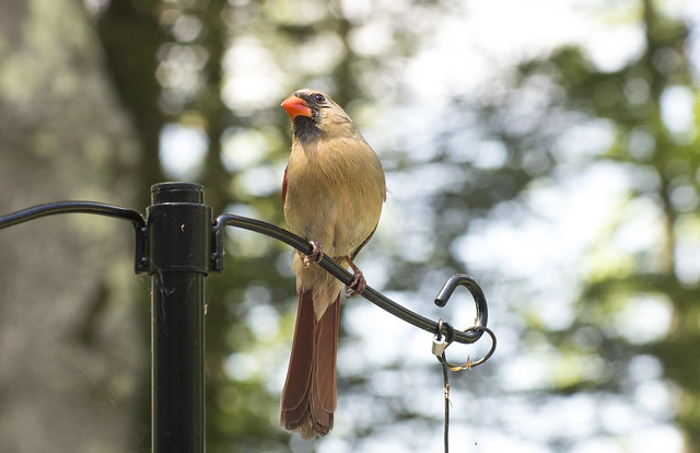 Female Northern Red Cardinal