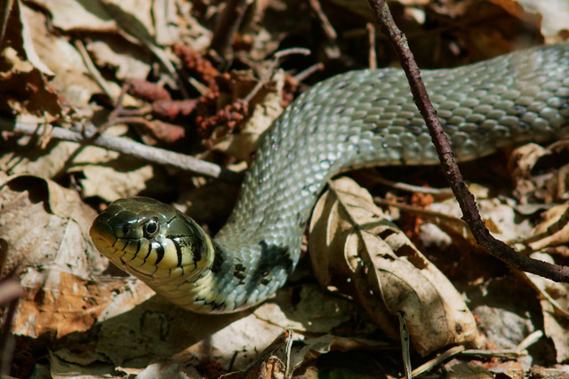 Grass snake (Natrix natrix)