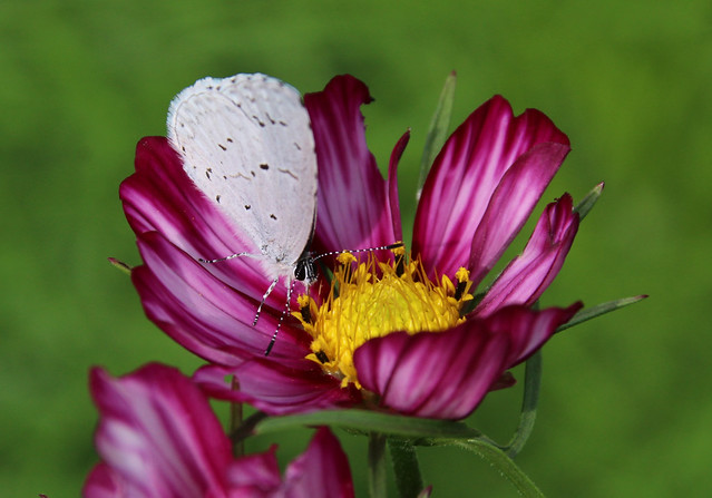 Butterfly on Cosmos Flower