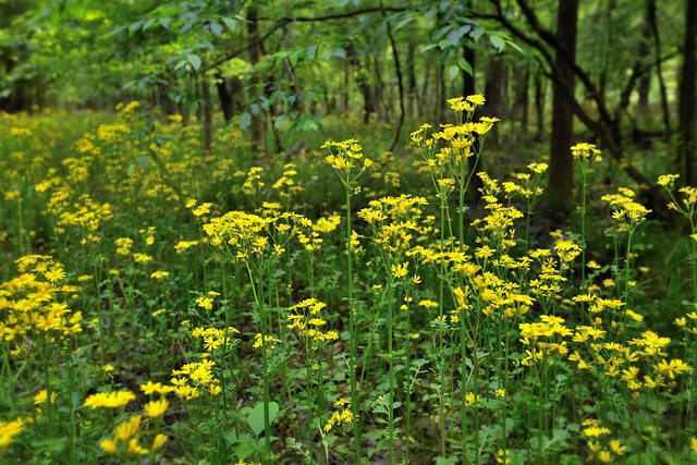I'd Like to Think the Wildflowers (Congaree National Park)
