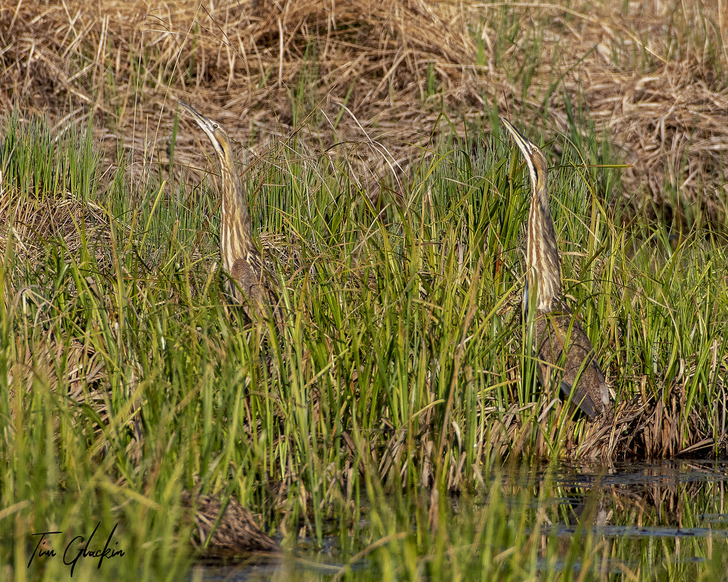 American Bitterns | Sax Zim Bog, MN | Tim Glackin | Flickr