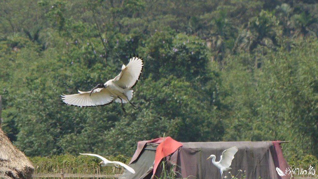 田寮洋濕地，是遷徙性候鳥重要的中繼站，也是北台灣知名的賞鳥地點。