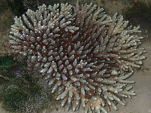 Acropora hard coral