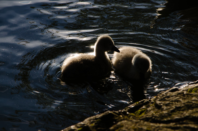 Cygnets by the shore