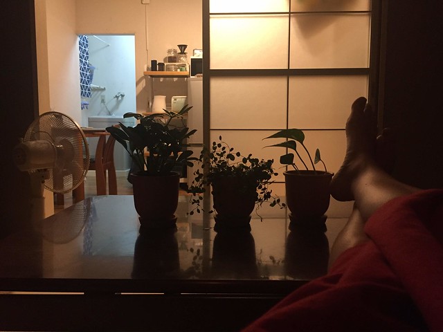 first plants in the apartment