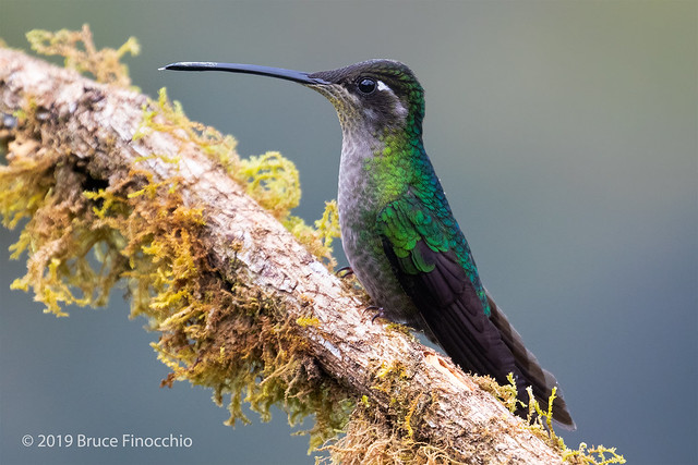 A Female Talamanca Hummingbird Perched On An Epiphyte Covered Branch