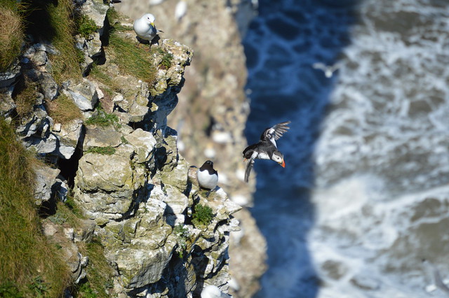 Puffin at Bempton Cliffs - RSPB