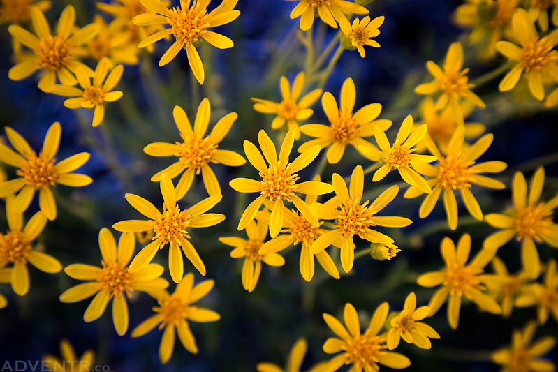 Little Yellow Wildflowers