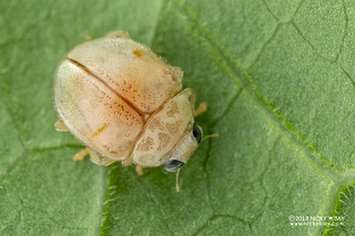 Ladybird beetle (Amida sp.) - DSC_4960