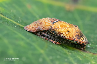 Leafhopper (Penthimiini) - DSC_4715