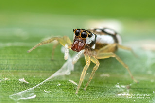 Jumping spider (cf. Phintella sp.) - DSC_4869
