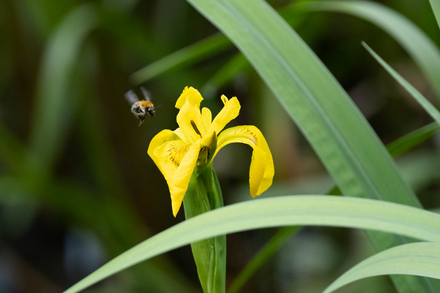 Yellow flag iris (Iris pseudacorus)