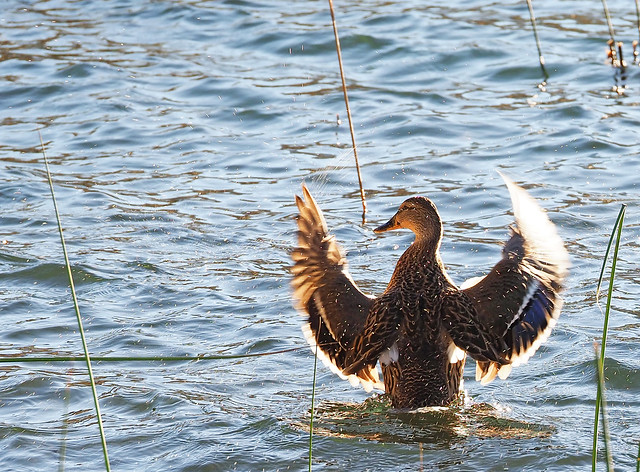 Flapping duck