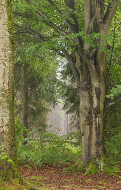forest in the rain