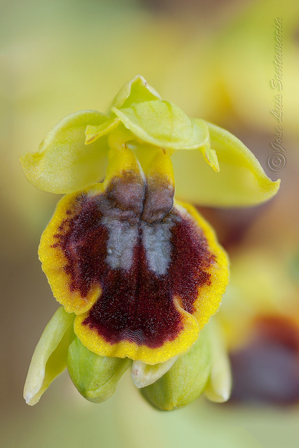 Ophrys lutea (lusus)???