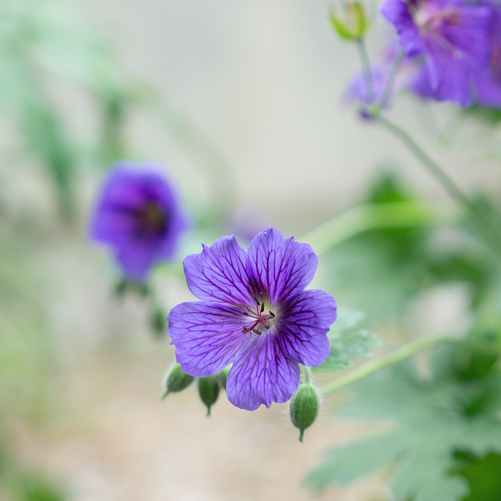Blue geranium | At Borde Hill yesterday. | hehaden | Flickr