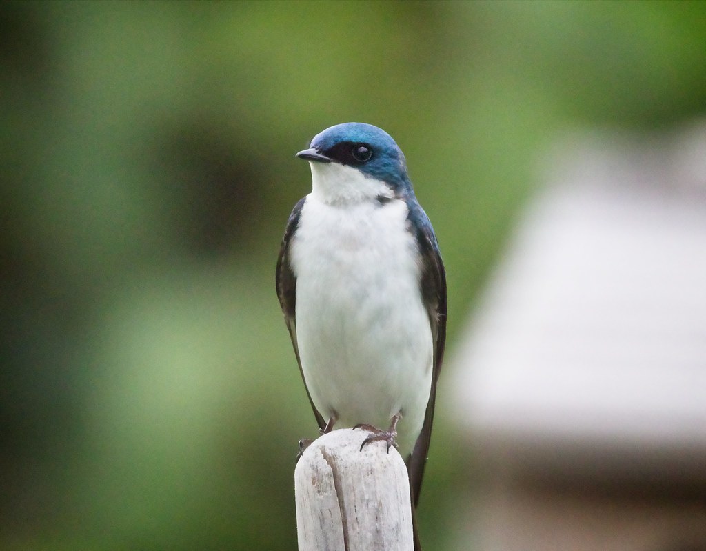 Tree Swallow