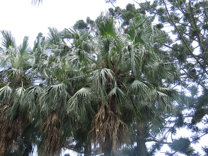 北港糖廠的蒲葵樹過去有過高頭蝠棲息紀錄。攝影：廖靜蕙