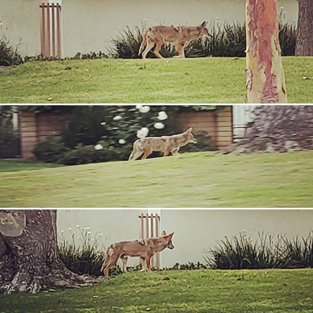 Coyote sighting!