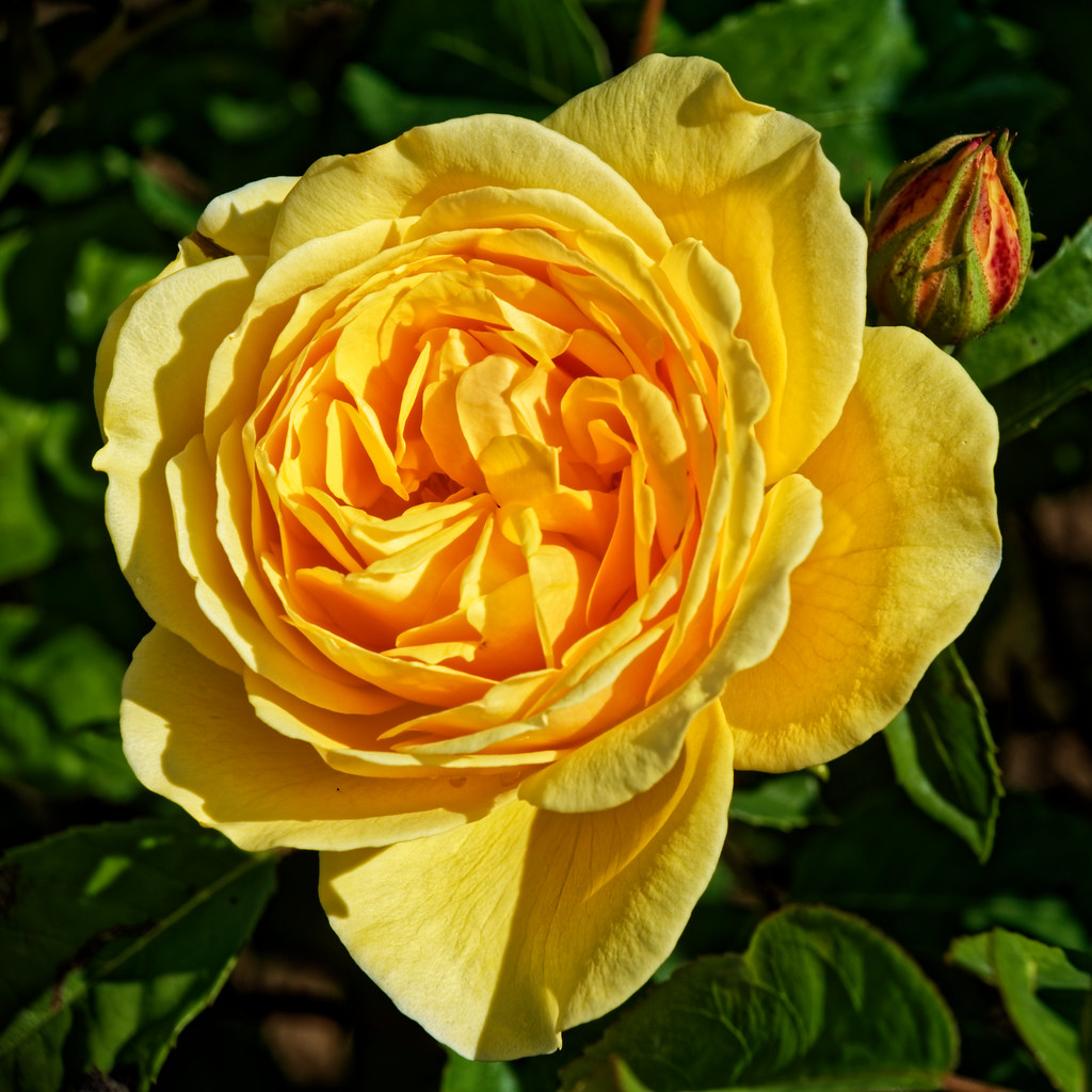 Rose jaune !