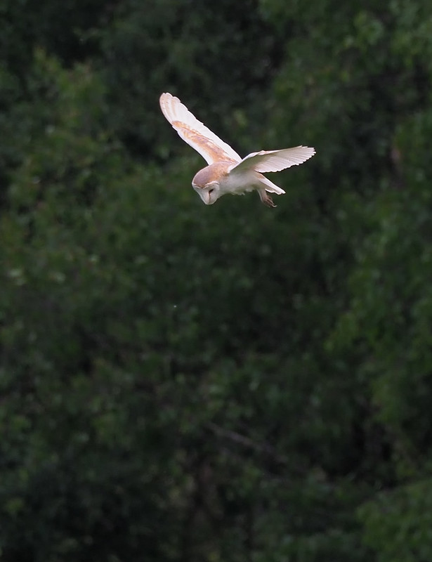 Barn Owl - hunting in broad daylight