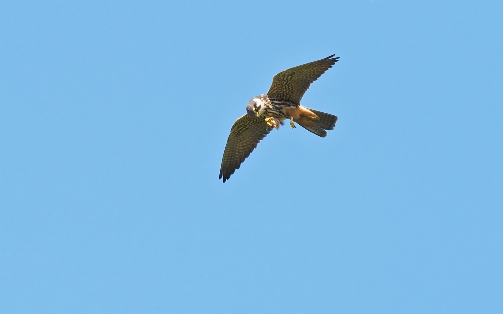 Hobby - bloomin' fast these birds....