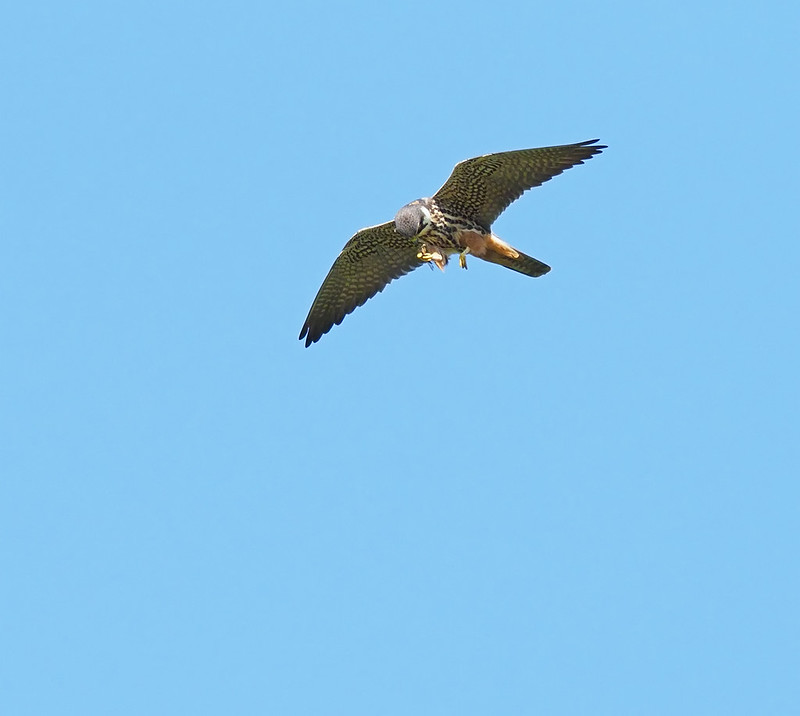 Hobby - bloomin' fast these birds....